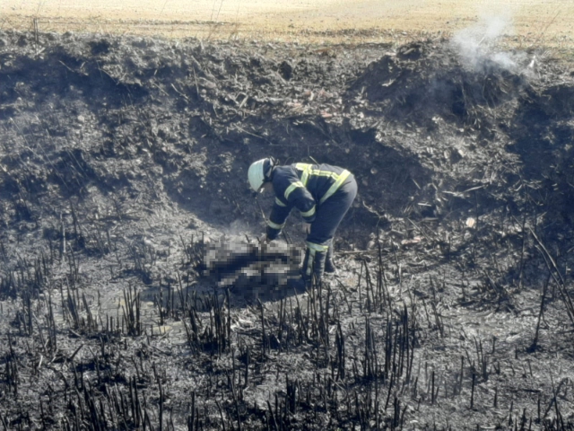 10 YAVRU KÖPEK YANGINDA TELEF OLDU