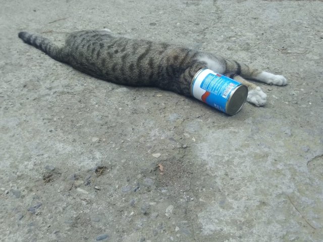 KAFASI SIKIŞAN KEDİYİ İTFAİYE KURTARDI