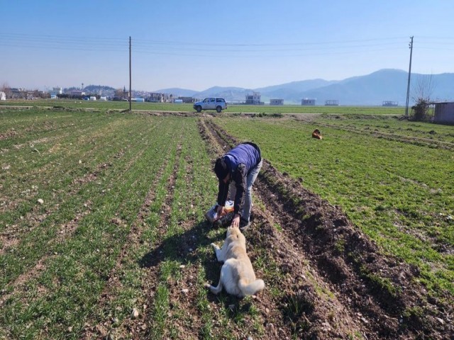 SOKAK HAYVANLARI UNUTULMADI