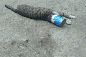 KAFASI SIKIŞAN KEDİYİ İTFAİYE KURTARDI