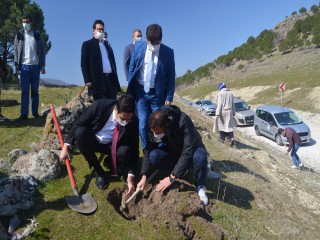 KIZILÇAM FİDANLARI TOPRAKLA BULUŞTU