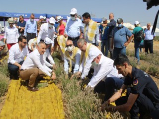 MANİSA'DA LAVANTA HASADI ŞÖLENİ