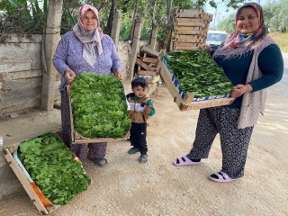 ALAŞEHİR'DE ASMA YAPRAĞI İHRACATI ARTIYOR