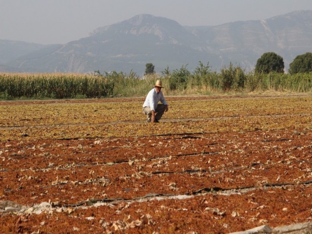 MANİSA ÜZÜMDE İLK SIRADA