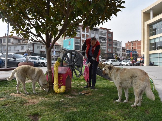 SOKAK HAYVANLARINI UNUTMADILAR