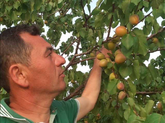 AŞIRI SICAKLAR KAYISILARA YARADI