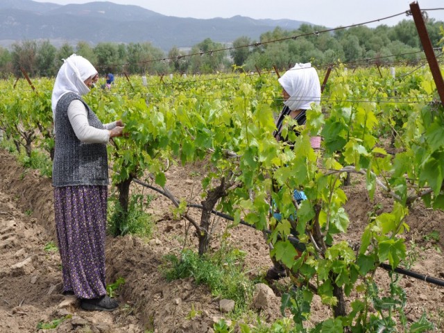 MANİSA'DA TARIM TAM GAZ SÜRÜYOR