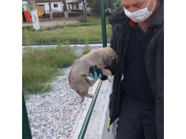 KAFASI GİDERE SIKIŞAN KÖPEK KURTARILDI