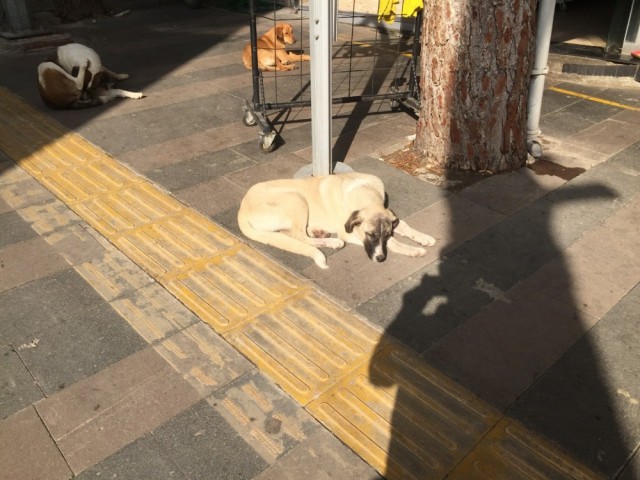 SOPAYLA KÖPEK DÖVEN ŞAHISA TEPKİ