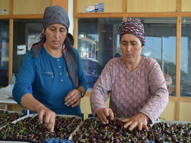 SALİHLİ KİRAZI DÜNYA'YA AÇILDI