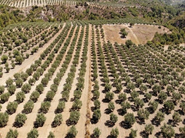 ÇÖL SICAKLARI ZEYTİNLERİ VURDU