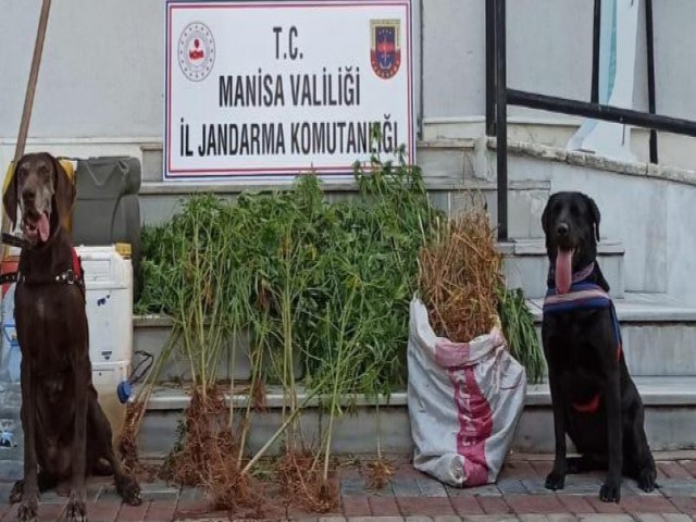 NARKOTİK KÖPEK DESTEKLİ OPERASYON