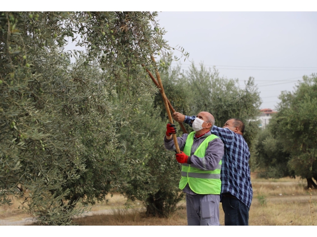 TURGUTLU'DA ZEYTİN HASADI BAŞLADI