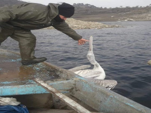 BALIK AĞINA TAKILAN PELİKAN KURTARILDI