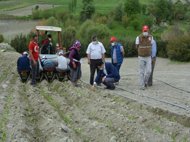 TÜTÜN ÜRETİCİLERİNİN TELAŞI SÜRÜYOR