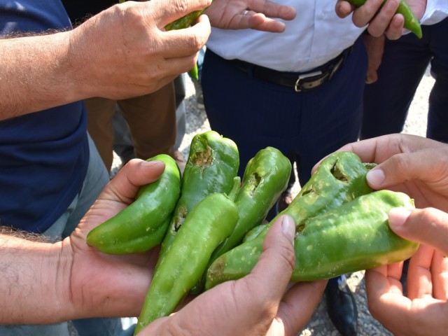 SALİHLİ OVASINI DOLU VURDU