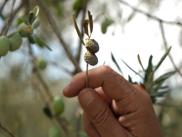 ZEYTİNDE ENDİŞE VEREN GÖRÜNTÜ