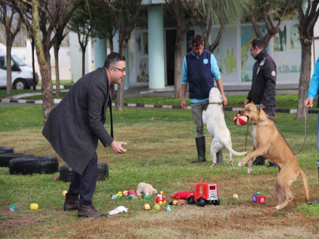 SUÇA KARIŞMIŞ KÖPEKLERE REHABİLİTASYON