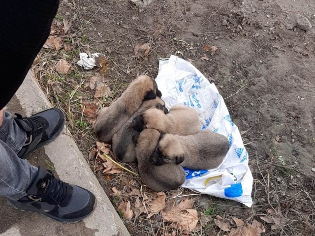 YAVRU KÖPEKLERİ ÇÖPE BIRAKIP KAÇTI