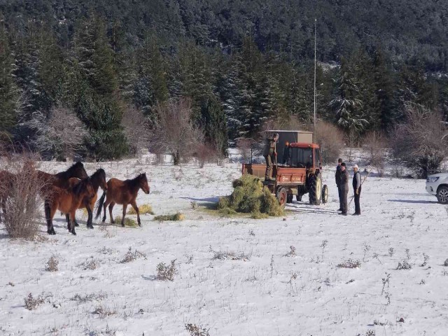 KARLI HAVADA HAYVANLAR UNUTULMADI