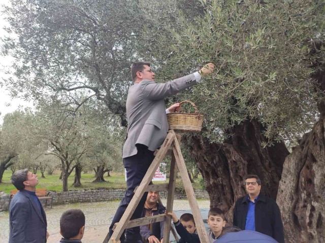 Kırkağaç’ta bin 660 yaşındaki ağaçta zeytin hasadı yapıldı.