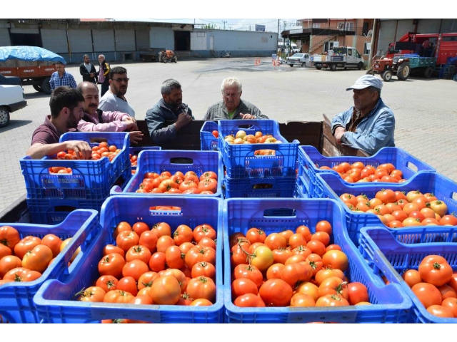 DOMATES İHRACATINDAKİ YASAK KALKTI