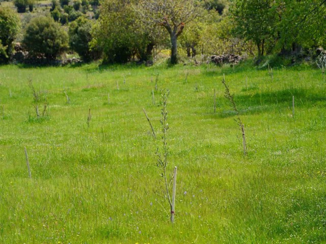 DAĞITILAN FİDANLAR TOPRAKLA BULUŞTU