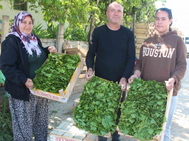 ÜZÜMDEN ÖNCE YAPRAĞI GELİR KAPISI OLDU