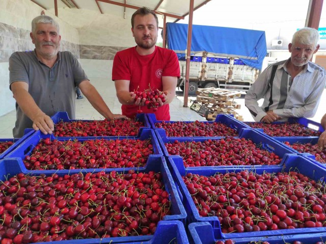 SELENDİLİ KİRAZ ÜRETİCİLERİ UMDUĞUNU BULAMADI