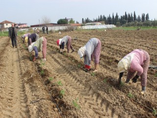 'KIRMIZI ALTIN' TOPRAKLA BULUŞTU