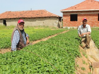 ÇİFTÇİLER KAPYA BİBERİNE YÖNELDİ