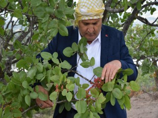 MANİSA ANTEP FISTIĞININ MERKEZİ OLUYOR