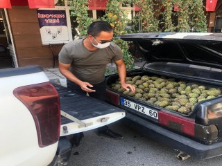 AĞAÇLARA ZARAR VERENLER YAKALANDI