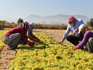 BAŞKAN ÇERÇİ BAĞDA ÜZÜM KESTİ