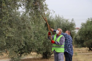 TURGUTLU'DA ZEYTİN HASADI BAŞLADI