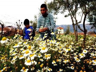 DOĞUDA KARA KIŞ MANİSA'DA BAHAR