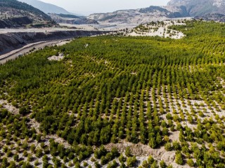 KÖMÜRÜN KARASI ORMANIN YEŞİLİNE DÖNDÜ