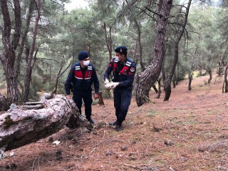 YARALI ŞAHİNE JANDARMA SAHİP ÇIKTI