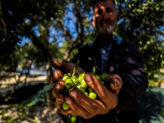 ZEYTİNDE TÜRKİYE'YE FIRSAT DOĞDU