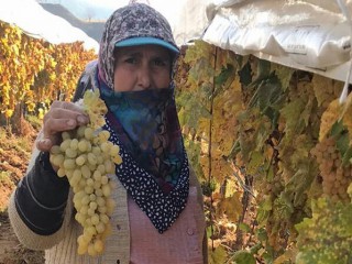 Bağlarda örtü altında 300 ton üzüm kesimi bekliyor