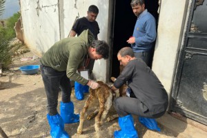 DEÜ'LÜ UZMANLARDAN ŞAP UYARISI