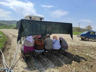 SELENDİ'DE TÜTÜN DİKİMİ BAŞLADI