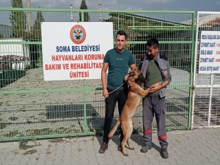 İZMİR'DE KAYBOLAN KÖPEK SOMA'DA SOKAKTA BULUNDU