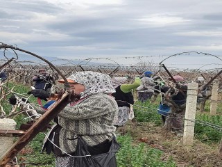 SARIGÖL OVASI BİNLERCE KİŞİNİN EKMEK KAPISI OLDU