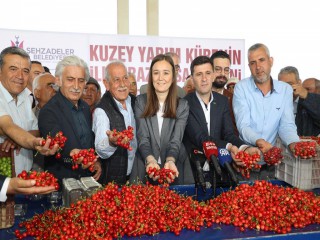 KUZEY YARIMKÜRENİN İLK KİRAZININ HASAT EDİLDİĞİ MANİSA'DA ÜRETİCİ UMUTLU